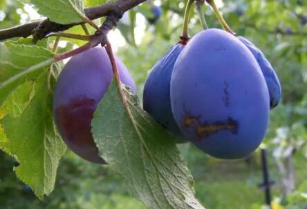 西梅是什么季节的水果？它在八月份成熟，属于一种寒性水果