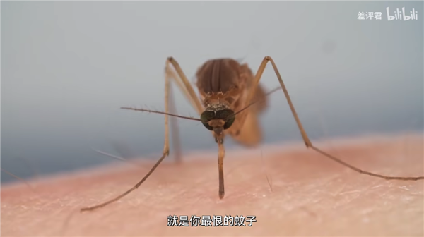 人类研究蚊子上百年 只为做一根无痛针头？