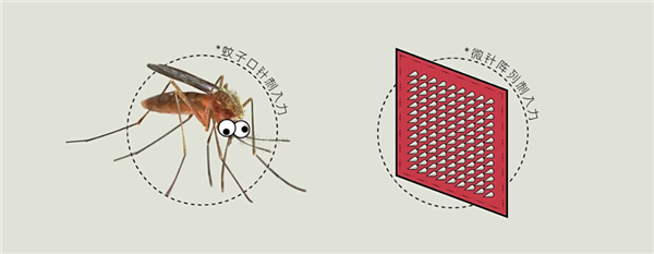 人类研究蚊子上百年 只为做一根无痛针头？