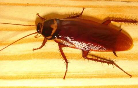 蟑螂卵会在人体内繁殖吗？不会，但是可能会导致疾病