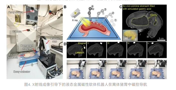 我国开发出液态金属磁性微型软体机器人：可进入人体内部狭窄区域诊疗