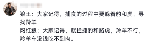 可可西里网红野狼被投喂成了胖狗！但我劝你别再喂了