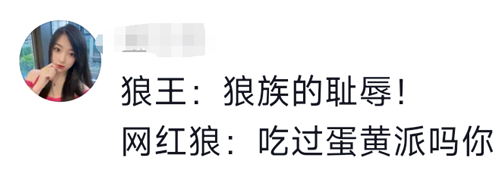 可可西里网红野狼被投喂成了胖狗！但我劝你别再喂了