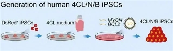 猪身上长出“人的肾脏”：中国科学家做到了