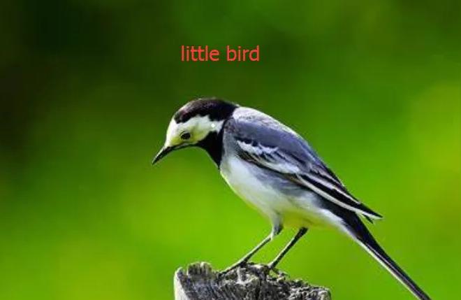 小鸟用英语怎么说bird的正确念法