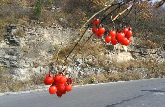 山茱萸和吳茱萸的區別山茱萸產地哪個最好