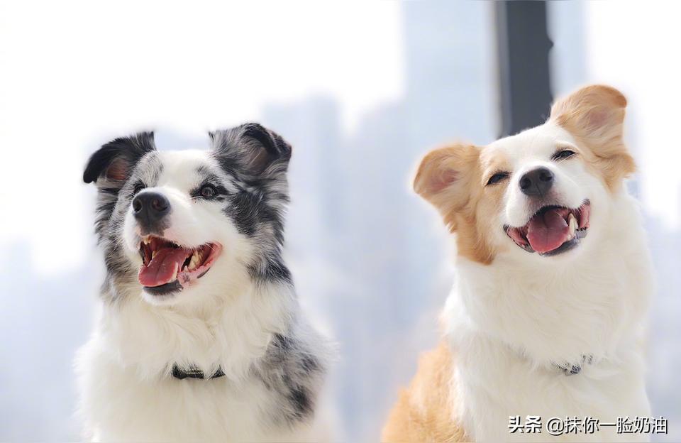 聪明的宠物狗有哪些大型犬聪明