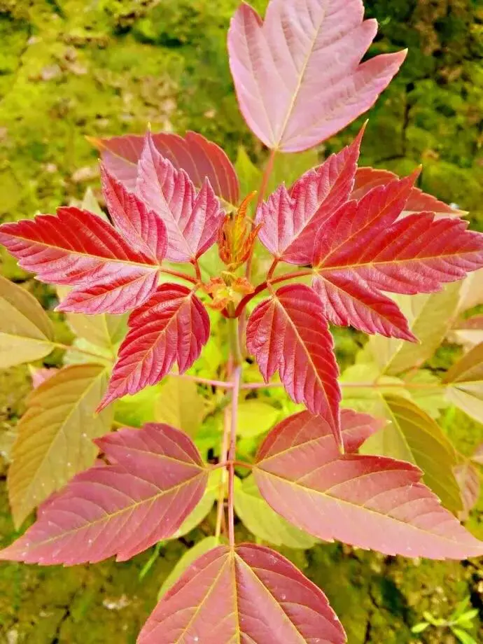 紫叶植物图片